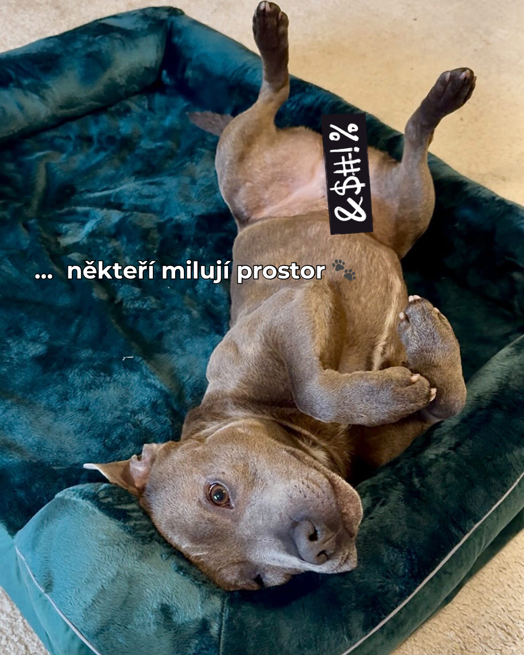 Kopie návrhu NÁŠ NEJPRODÁVANĚJŠÍ PELÍŠEK - 5